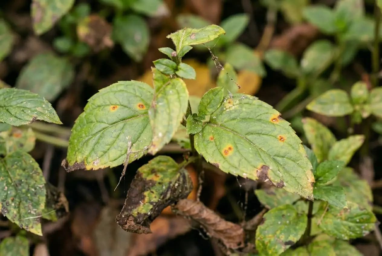 Nahaufnahme eines Pfefferminzblattes mit orange-braunen Rostpusteln auf der Blattunterseite und gelblichen Flecken oben